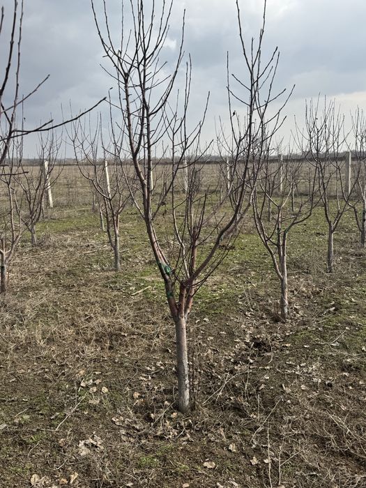 Саженцы,алмалар,яблока