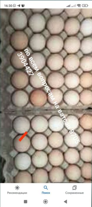 Инкубационное яйцо