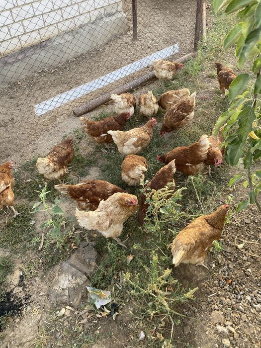 Продам кур 7айлық