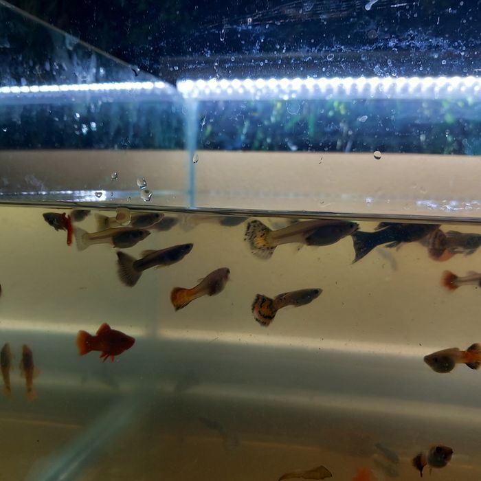 Pesti ,plante și acvarii