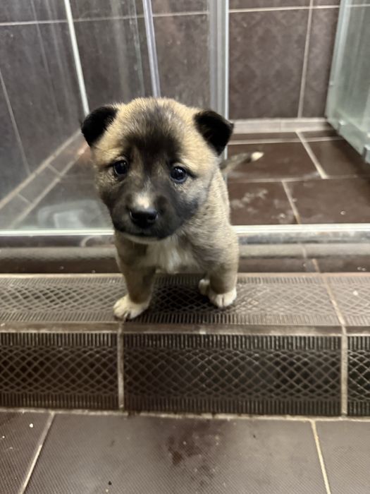 Отдам в добрые руки щенят