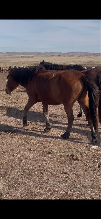 Соғым (дөңежін бие)