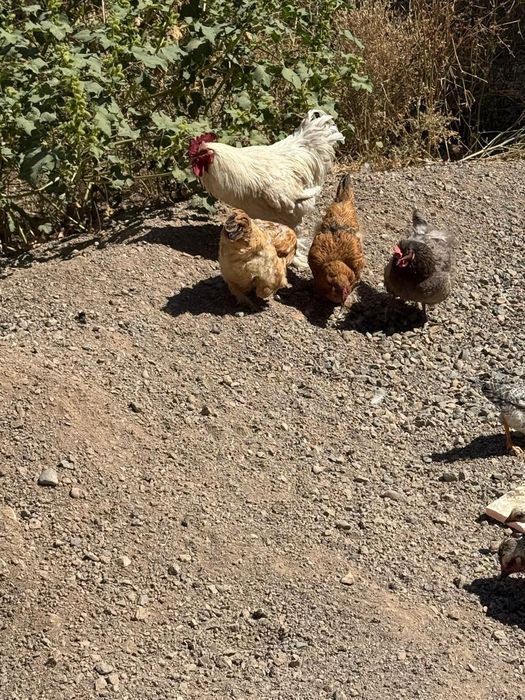 Продам кур молодые