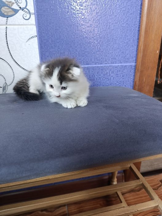 Котята домашние бесплатно