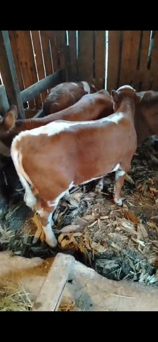 Vitei intercati 4 buc