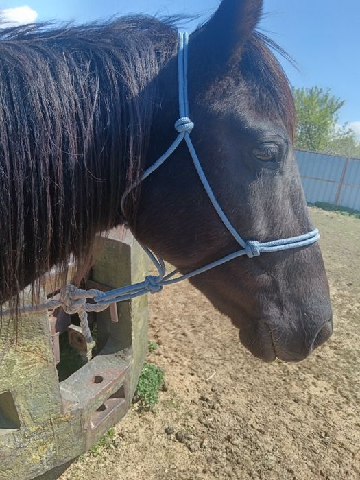 Жылқыға ноқта, Веревочный недоуздок