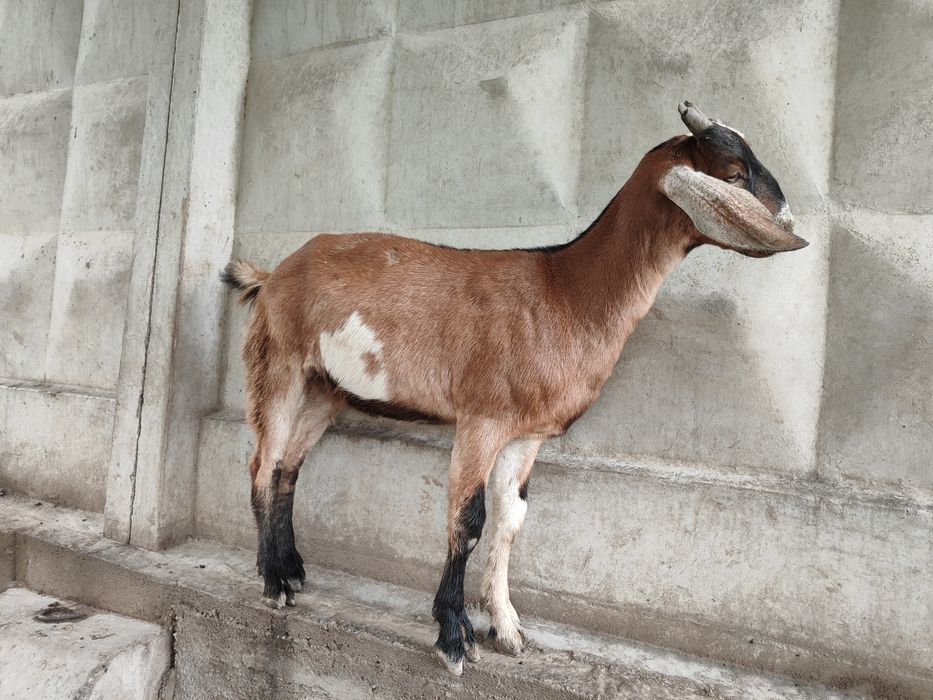 Продам нубийских козлят