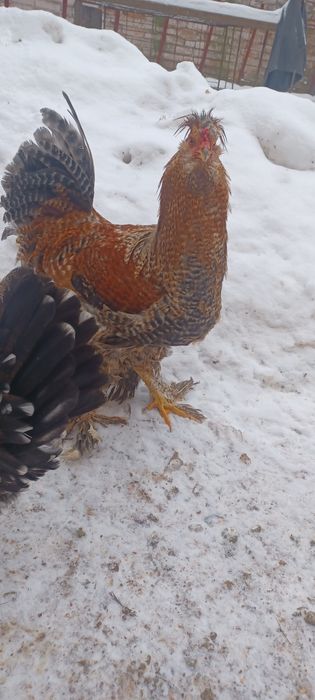 Pasări moțate și golașe