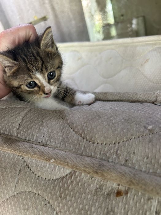Котета търсят дом