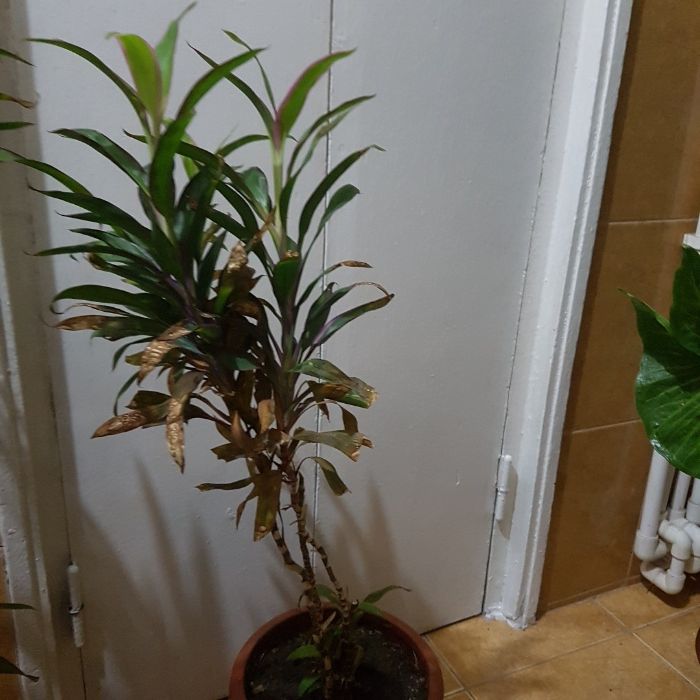 Flori de apartament, casa, birou