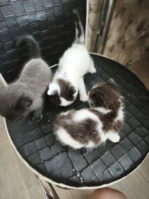 Отдам котят ! Бесплатно