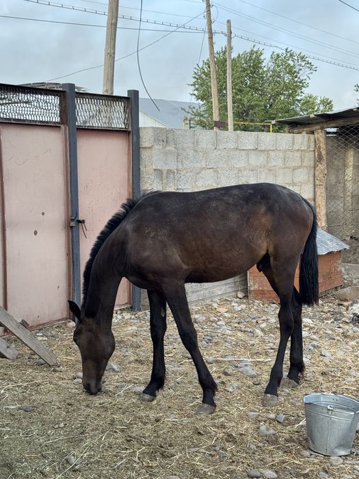 Тай сатылады келісеміз