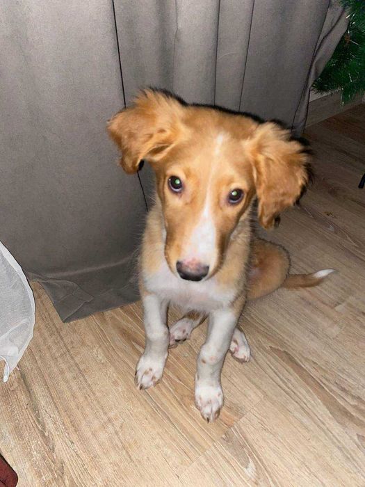 Отдам щенка в добрые руки