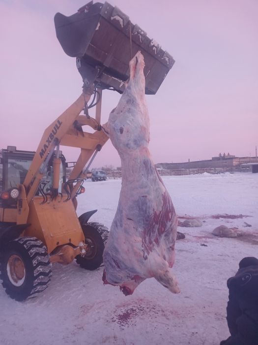 Касапшы касапшы мясо