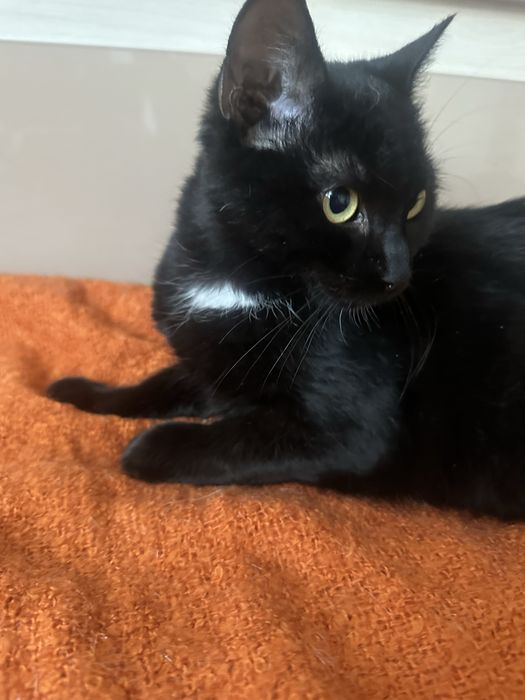 Blacky isi casuta casuta