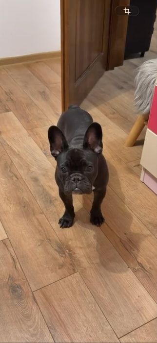 Bulldog francez