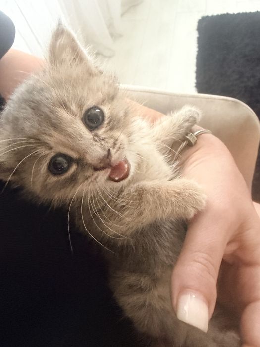 Отдам котенка в добрые руки ,потеряшка