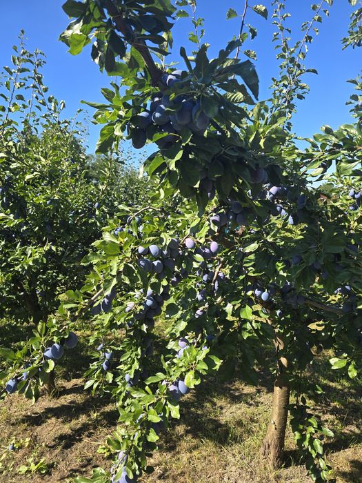 Vand prune Stanley pentru consum