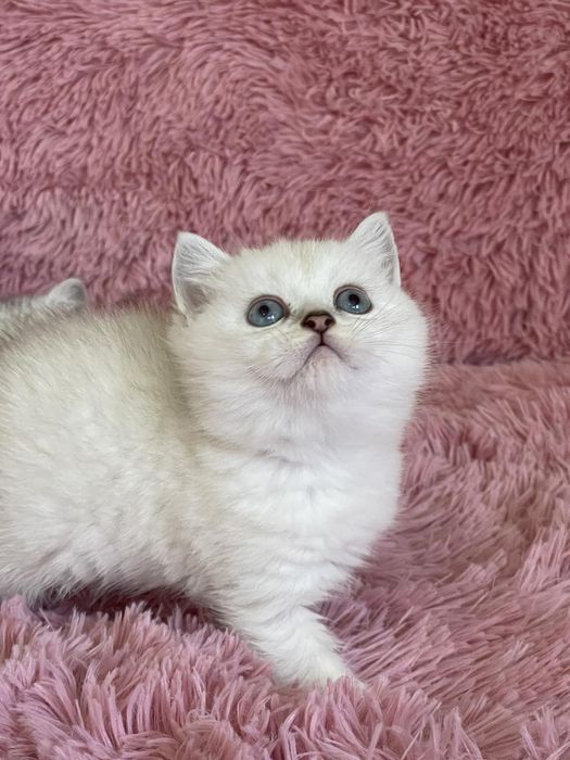 Британка късокосместа