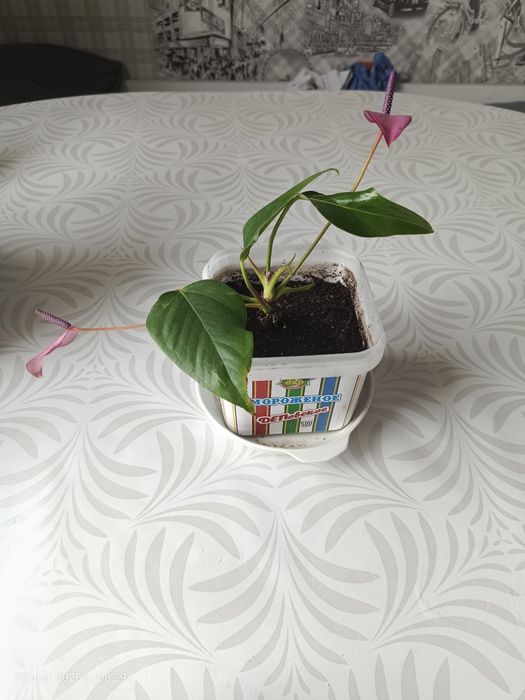 Продам антуриум фиолетовый