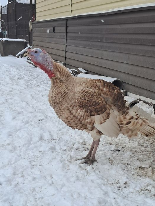 Продам индюков. Күрке тауық сатамын.