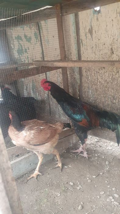 Bobo xo'roz va tovuq sotiladi