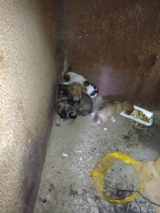 Несчастные щенки