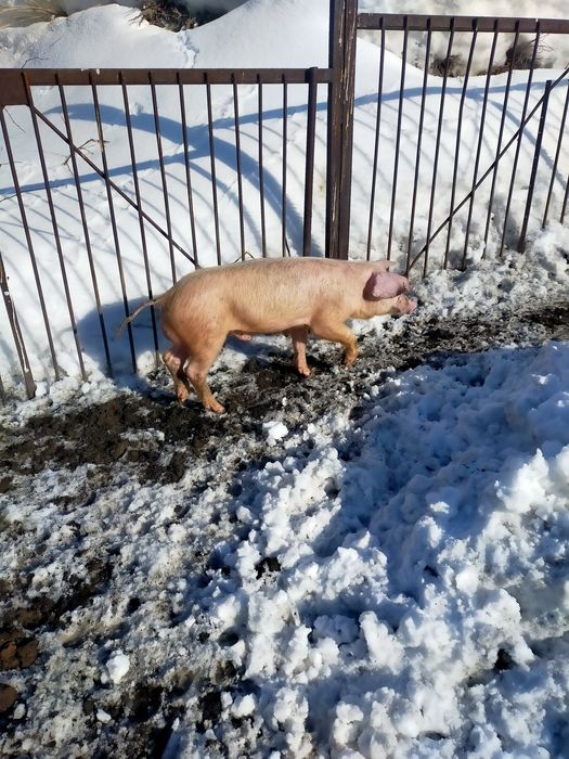 Продам поросят 3.5мес