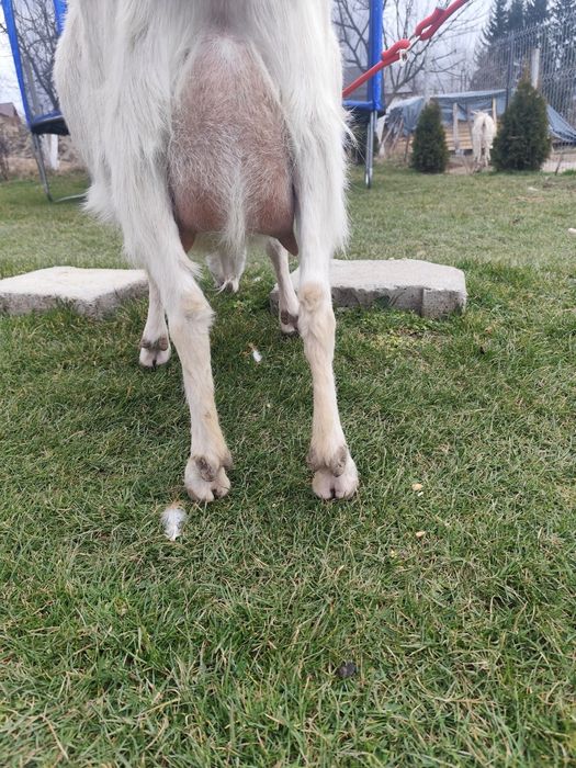 Capră sannen de lapte