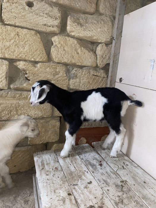 Сүтті ешкі сатлады екі лағымен бірге