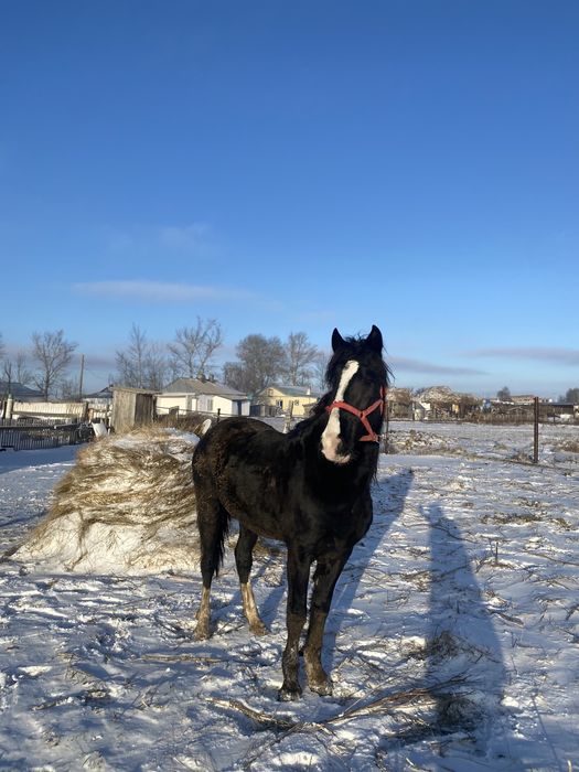 Айгыр, Айғыр , Жеребец