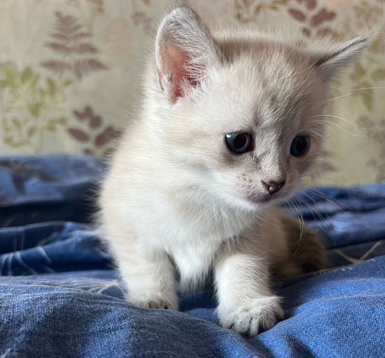 Продам котёнка девочку  порода  смесь сиамские с шотландские