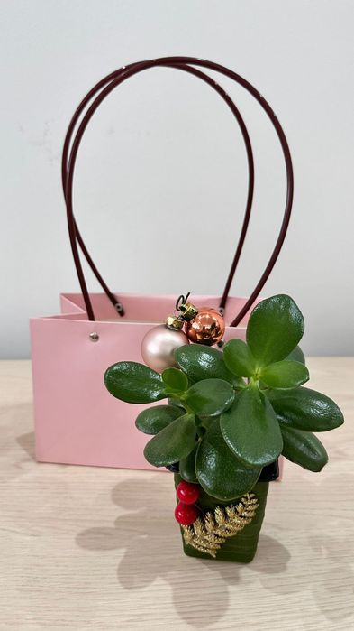 Денежное дерево (толстянка, крассула овата)