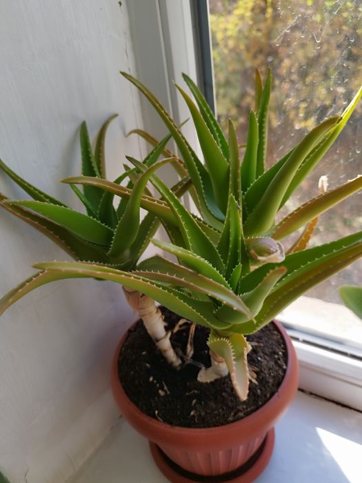 Продам алое вера