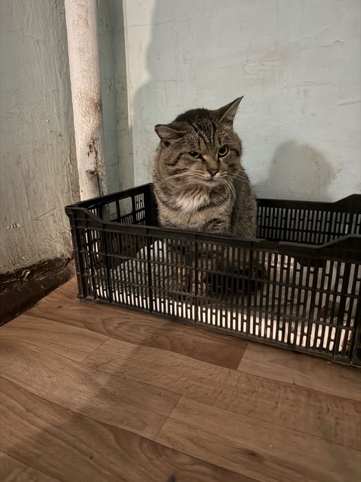 Котик ищет любящих хозяев
