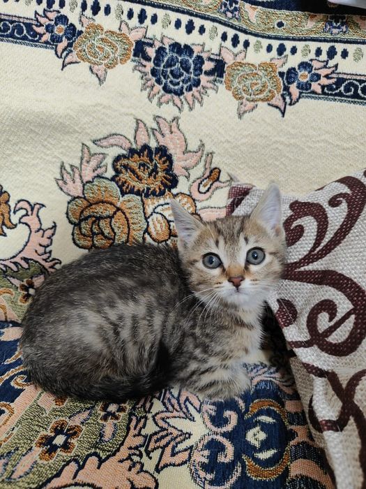 Отдам котиков в добрые руки