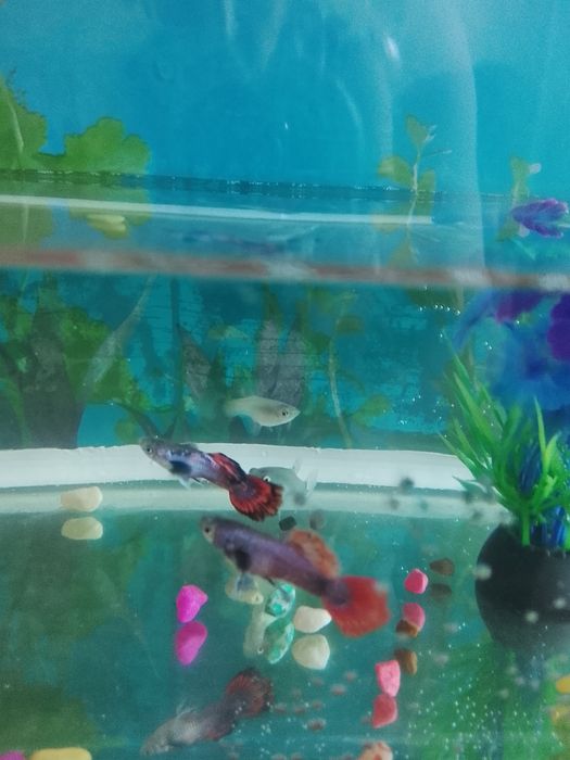 Продам аквариум с рыбками.