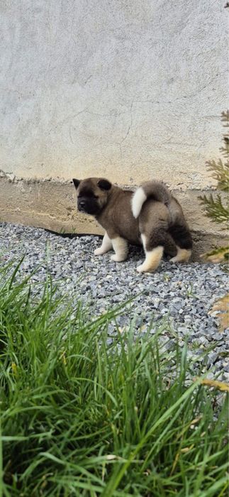 Femela Akita American