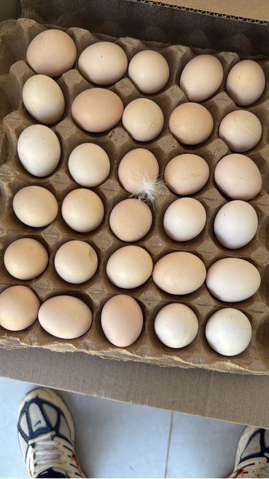 Продам яйцо оптом и в розницу