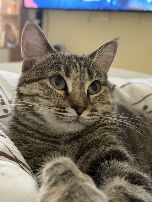 Пропала кошечка