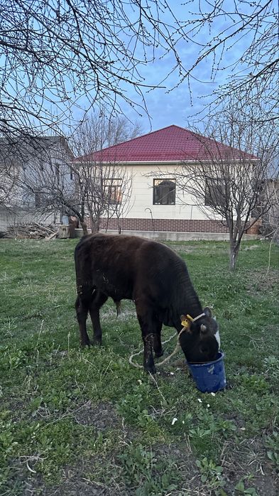 Бұқа бұзау сатылады