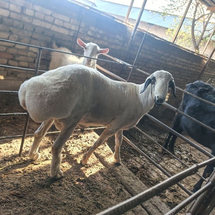 Qazoqi qoʻchqor   sotiladi