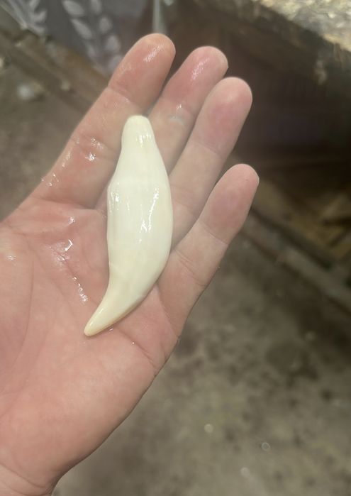 Продам декоративные клыки