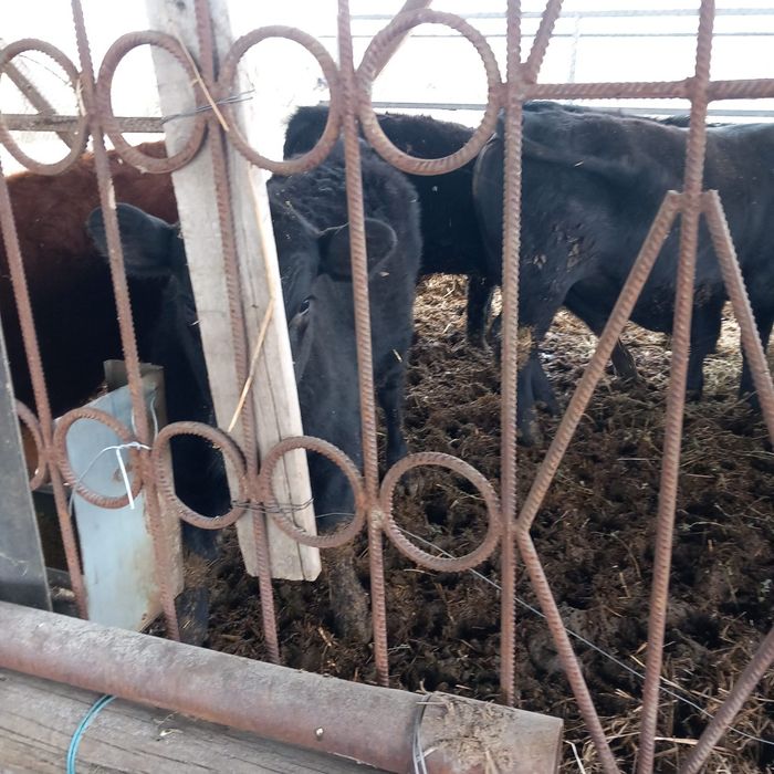 Vitei angus de vanzare