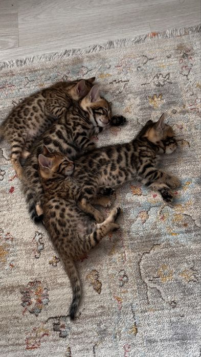 Бенгальские котята!