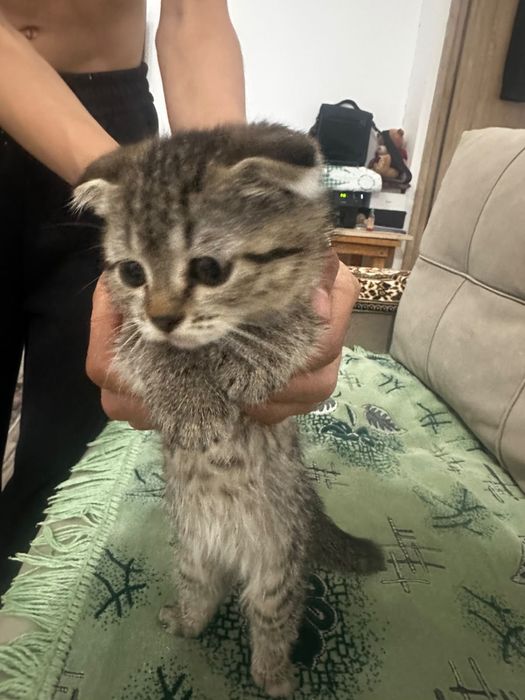 Отдам котенка Пух