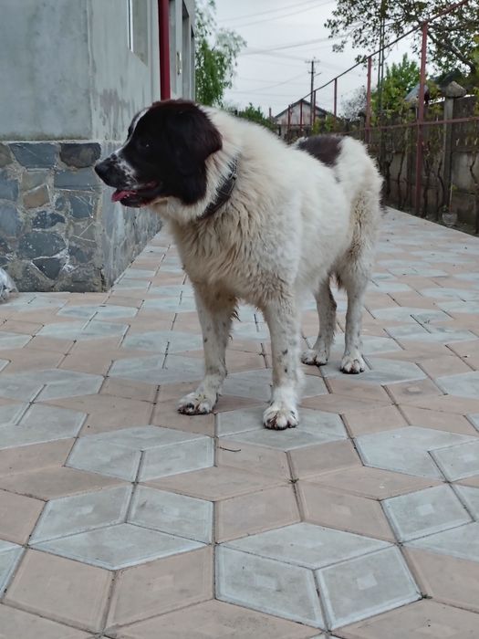 Femela Ciobanesc Romanesc de Bucovina