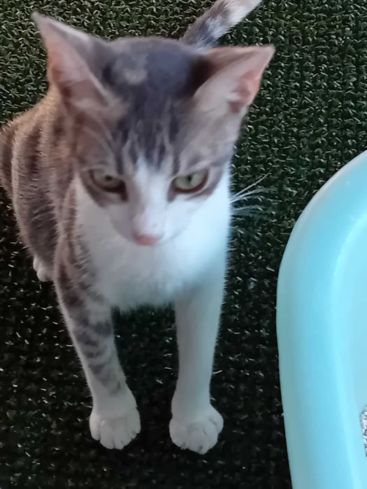 adoptie responsabila pisicute