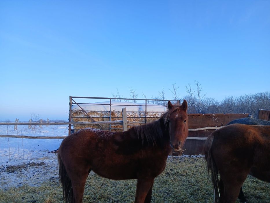 Жеребец - Весёлый