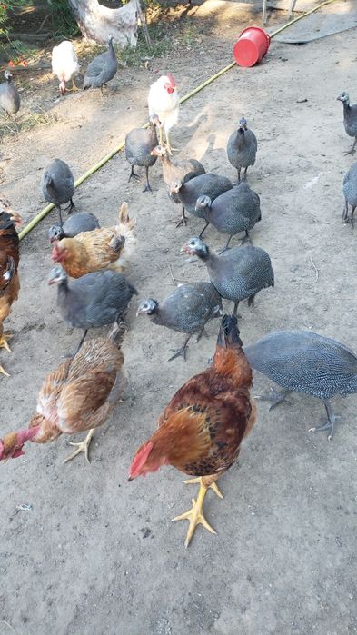 Bibilici 99 lei bucata